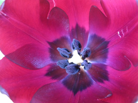 Purple tulip