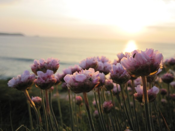 Every phototunity - A splash of pink