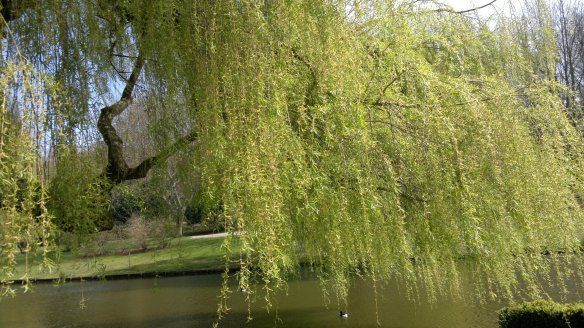 Weeping willow