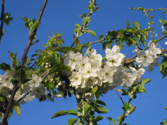 Cherry tree blossoms