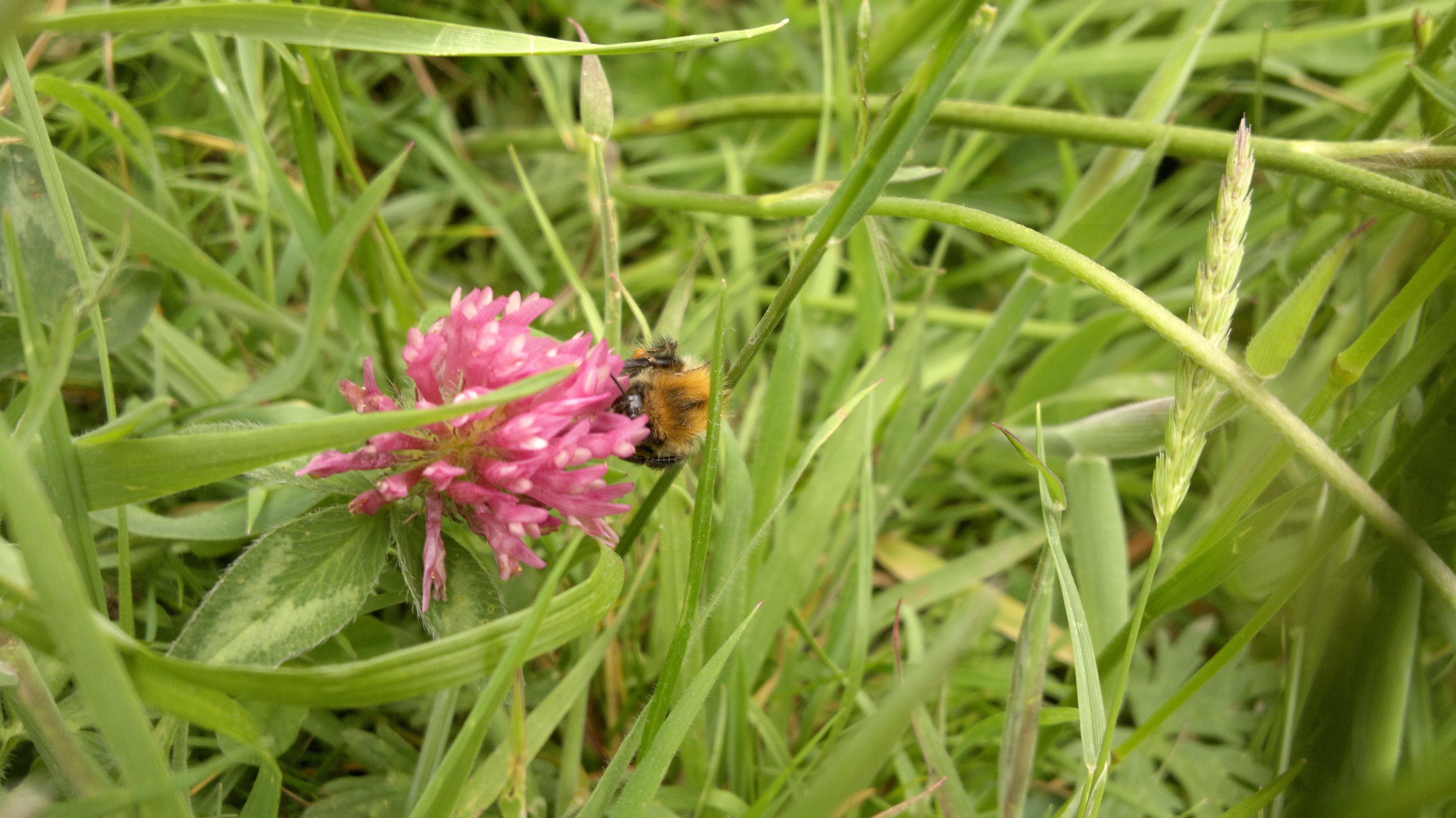 A black and yellow visitor