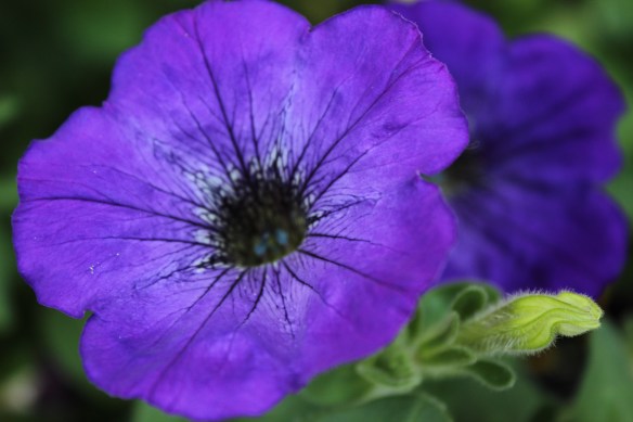 Purple Petunia