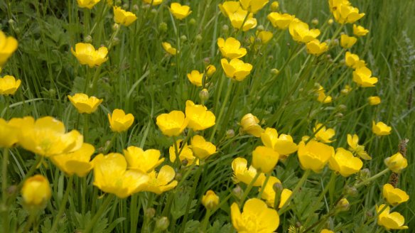 Yellow buttercups