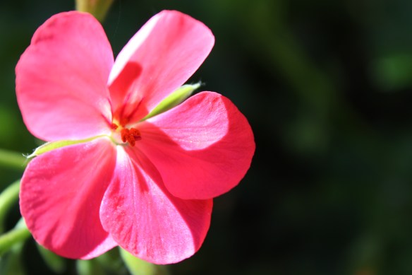 Weekly Photo Challenge: Saturated