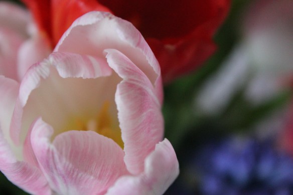 pink tulip