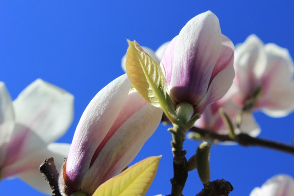 magnolia