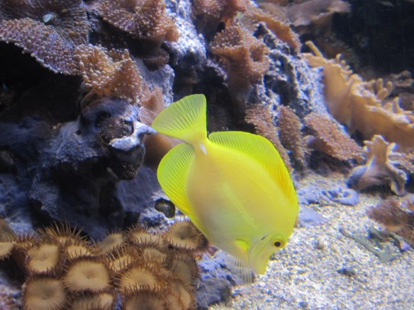 Yellow fish