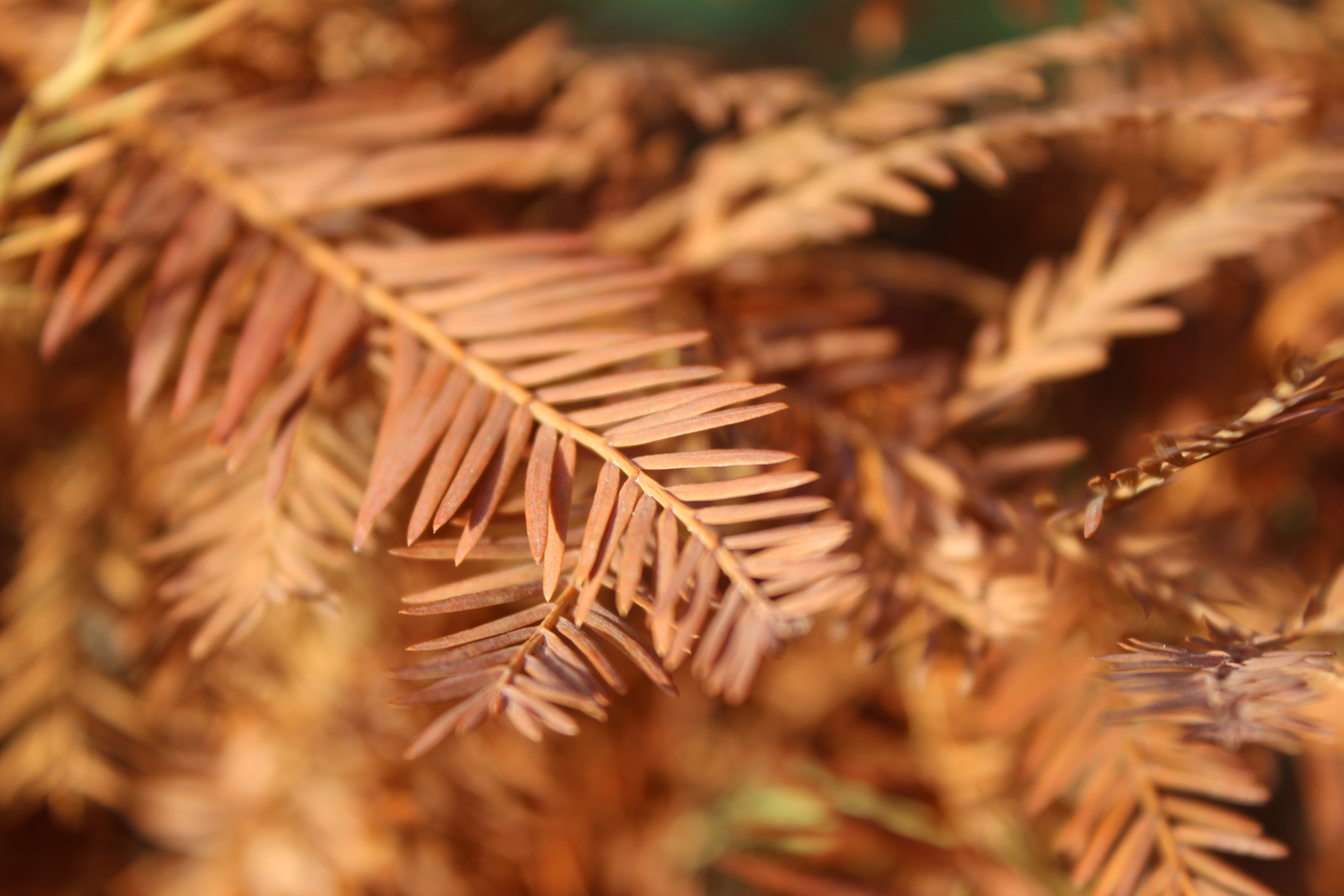orange pine needles