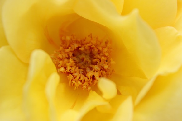 buttery yellow rose