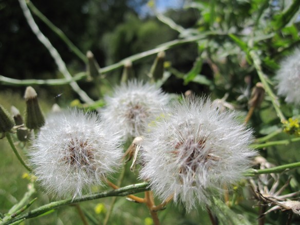dandelion seeds