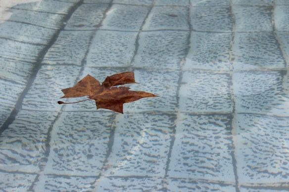 floating leaf