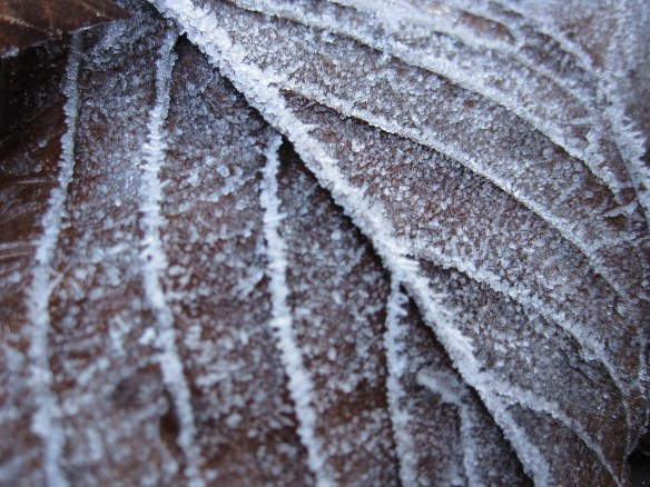 frosty leaf
