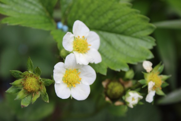 Strawberry blossom