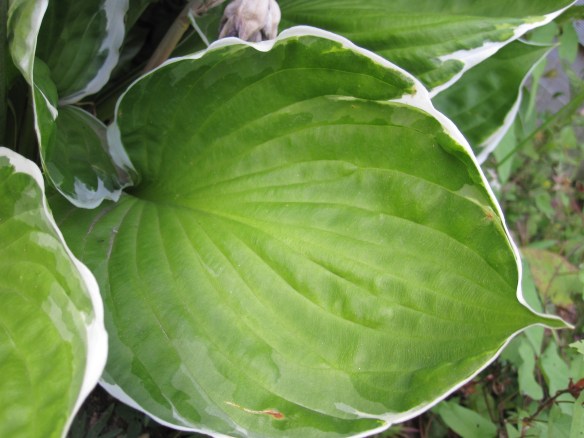 leaf