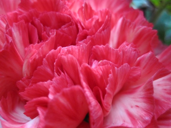 Carnation