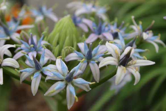 blue and white flowers