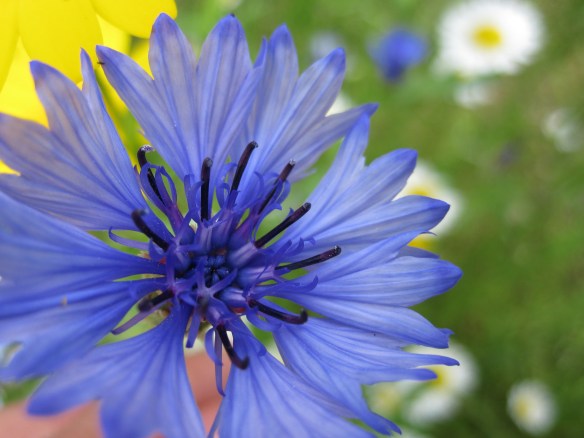 Blue flower