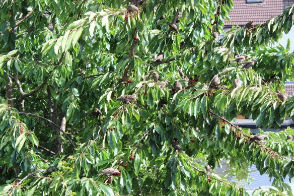 Cherry tree and thrushes