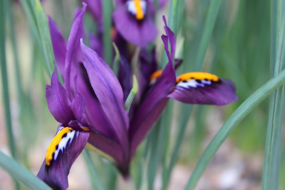 Purple iris