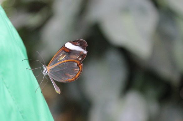 Glasswing butterfly