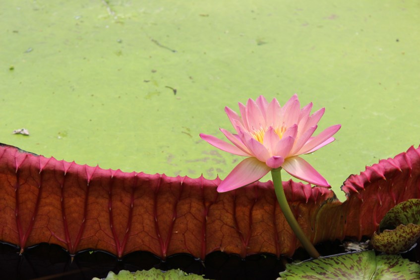 Pink flower and close up of waterlily
