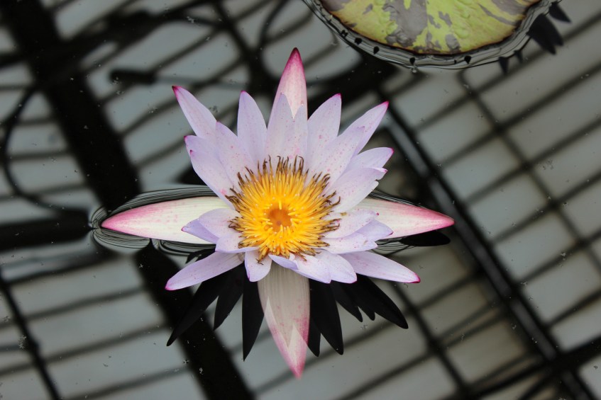 Pink and purple water lily flower