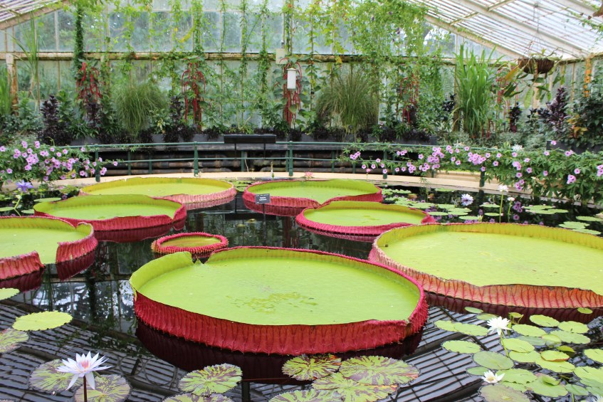 Green giant waterlilies