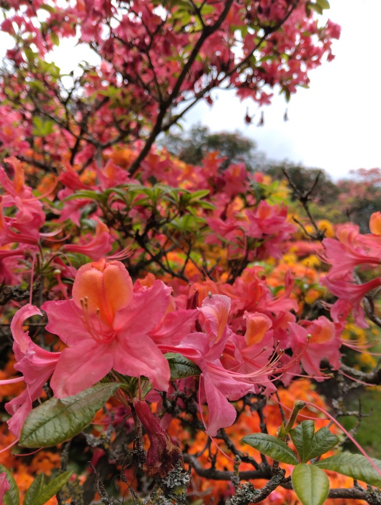 pink and orange flowers