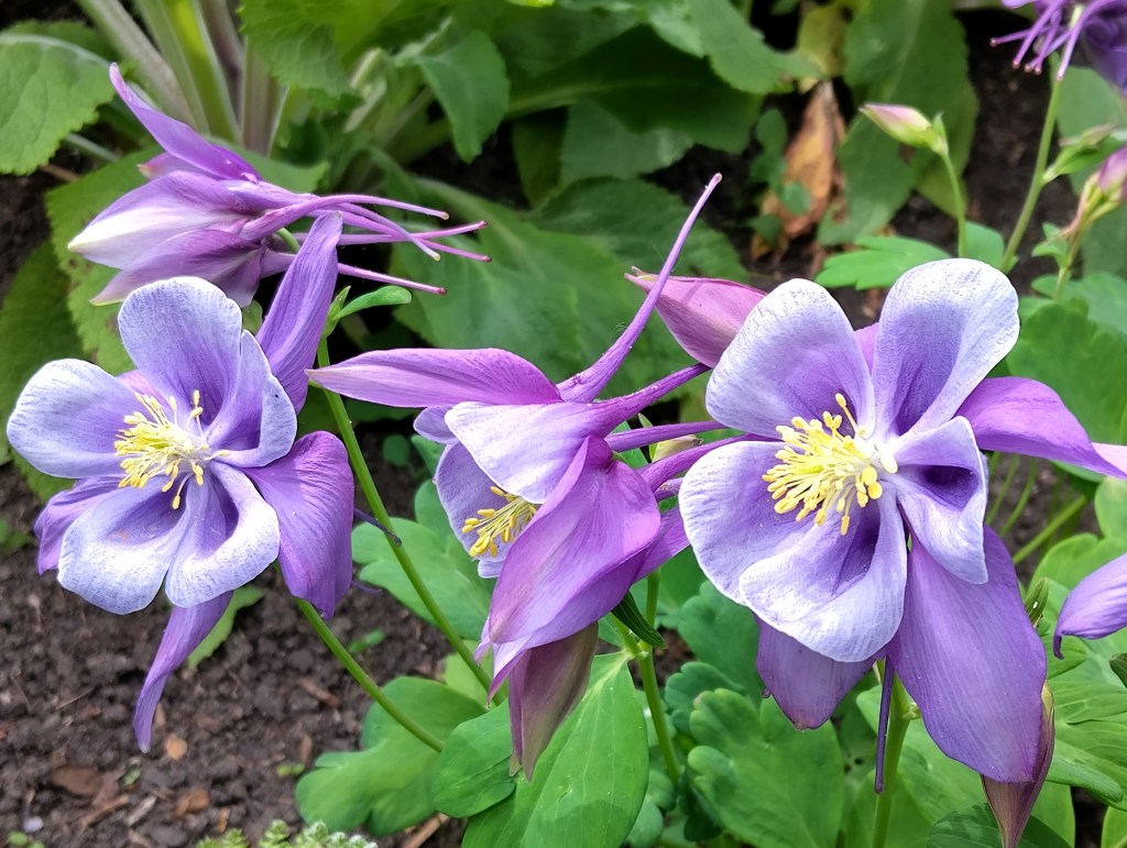 Aquilegia 'Earlybird' purple flower