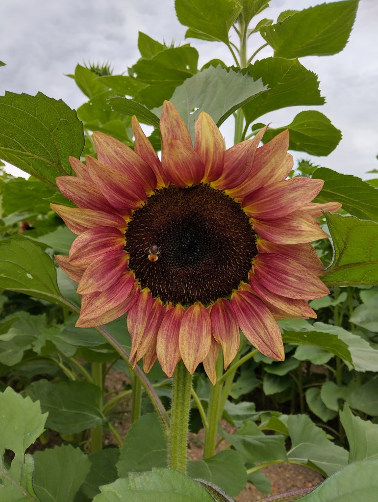 Sunflower with reddish petals and a bee in the middle