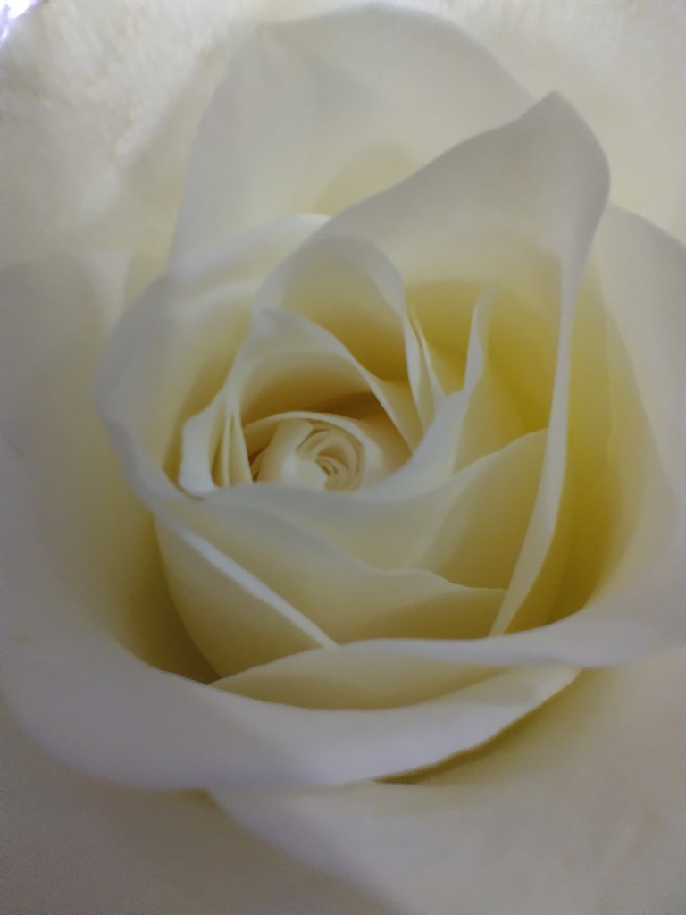 Macro white rose